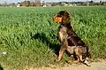 Gibbs des Chaumes de Thiérache, young picardy spaniel 6 months old