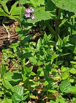 Alpine fireweed.