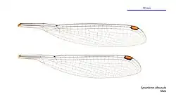 Male wings