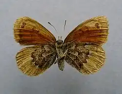 Erebia cassioides underside ♀