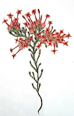 Erica junonia
