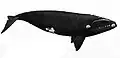 South Atlantic right whale illustration with an overall black coloration with a white patch above the eyes, callosities on the opening of the mouth, and a large body