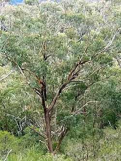New England blackbutt at Mount Cabrebald