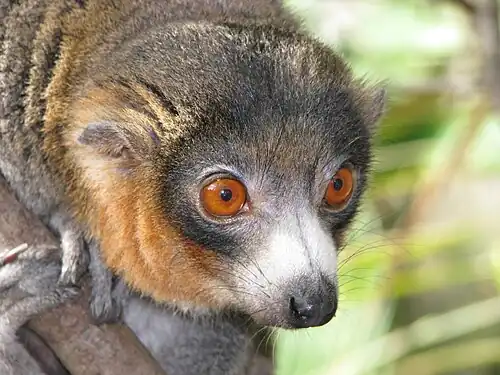 Eulemur_mongoz_(male_-_face).jpg
