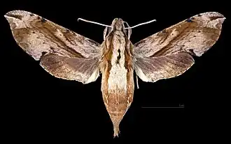 Eupanacra mydon female dorsal