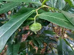 Flower bud with operculum still attached
