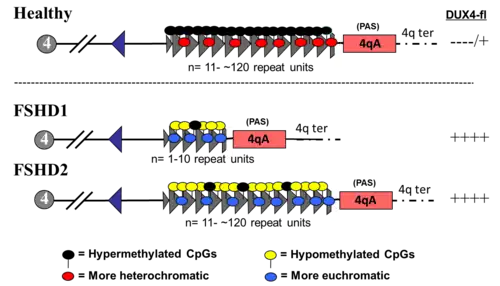 FSHD genetics and epigenetics.png