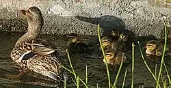 Mallard (Anas platyrhynchos) with six ducklings