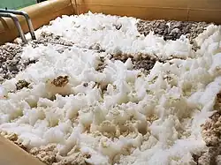 Traditional open vat fermentation in historical Bojanowo Brewery