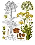 Ferula assa-foetida: a species of giant fennel belonging to the same genus as the ancient silphium and regarded as having similar properties, while being an inferior substitute for the plant