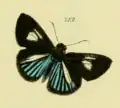 P. lancea from Hübner & Geyer (1908).