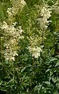 Meadowsweet, Le Tholy.