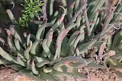 Close-up of the leaves.