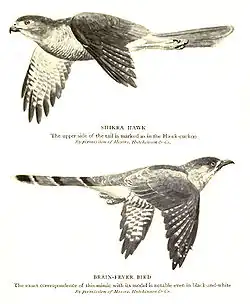 Common hawk-cuckoo resembles a predator, the shikra.[95]