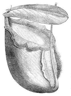 The first N. rajah plant cultivated in Europe, in The Garden, 1882