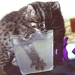A fishing cat kitten reaching into a cup of water with its paw opened, revealing webbing between its fingers