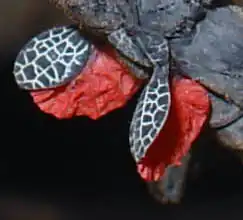 Deimatic display of the phasmid Peruphasma schultei