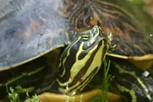 Peninsular Cooter close up on face