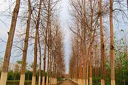 Agroforestry Farmland