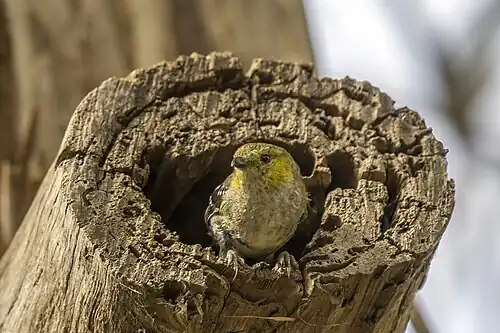 at a man-made nest