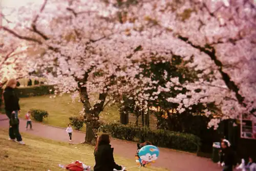 Hanami blossoming in the Parco Centrale del Lago