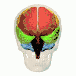 Both hemispheres. Left and right lobes are color-matched.   Insular lobe