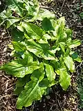 Wild Arum, Arum maculatum, on North Bank