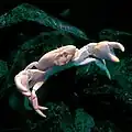 Deep sea crab found on hydrothermal vents in the Philippine Sea