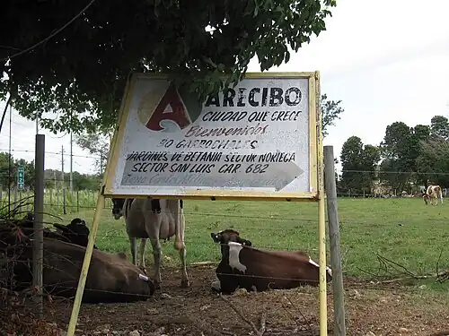 Cows (dairy is a mainstay industry of Arecibo and nearby Hatillo)