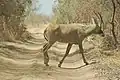 Roan antelope
