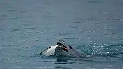 A leopard seal eating an adult gentoo