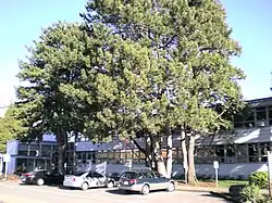 Georgia-Pacific Plywood Company Office, Olympia, Washington, 1952.