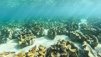 Another underwater shot of giant clams in Silaki Island