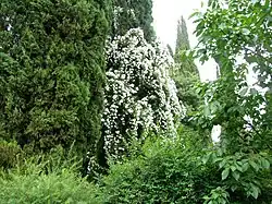 A white climbing rose