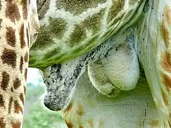 Scrotum of a giraffe