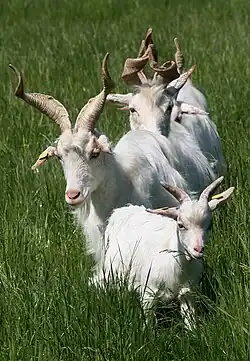 a group of white goats with long twisted horns