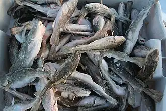 Frozen on the ice of the Sainte-Anne River, at the door of a fishing hut[2][7]