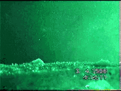 Glass eel at the transition from ocean to freshwater; the freshwater flows from the left to the right. Glass eels are extremely difficult to image because they are transparent; see eel life history.