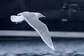 Glaucous gull (Larus hyperboreus)