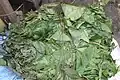 Gathered leaves of Gnetum africanum