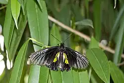 Troides rhadamantus