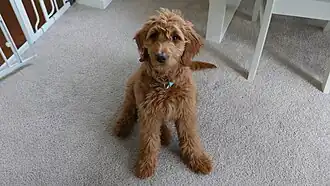 Red goldendoodle