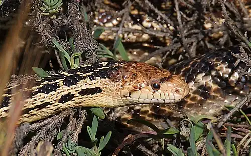 San Diego gopher snake (Pituophis catenifer annectens) San Luis Obispo County, California (May 9, 2009)