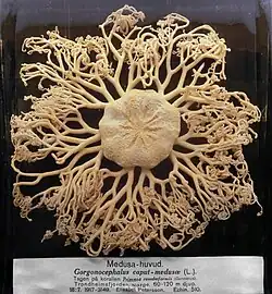 Gorgonocephalus caputmedusae