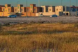 Grass species Rostraria pumila growing in Umm Lekhba