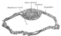 Blastodermic vesicle of Vespertilio murinus.