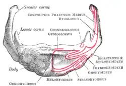 Hyoid bone. Anterior surface. Enlarged.