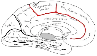 Cingulate sulcus defines the boundaries of the paracentral lobule.