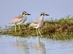 Pair at Jamnagar, Gujarat