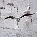Greater flamingoes at Al-Wathba Wetland Reserve